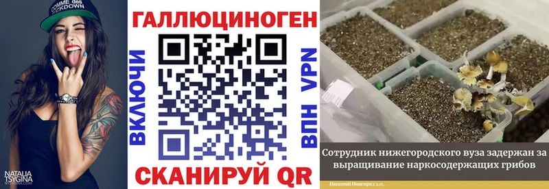 Купить где Александровск Галлюциногенные грибы GOLDEN TEACHER